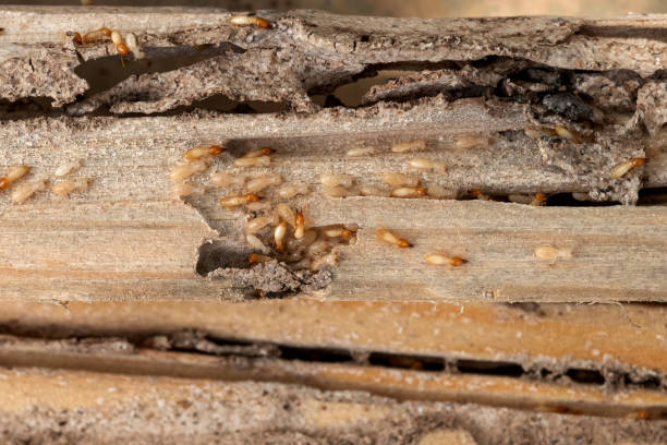 Best Pest Control Near Me in Wheaton, IL